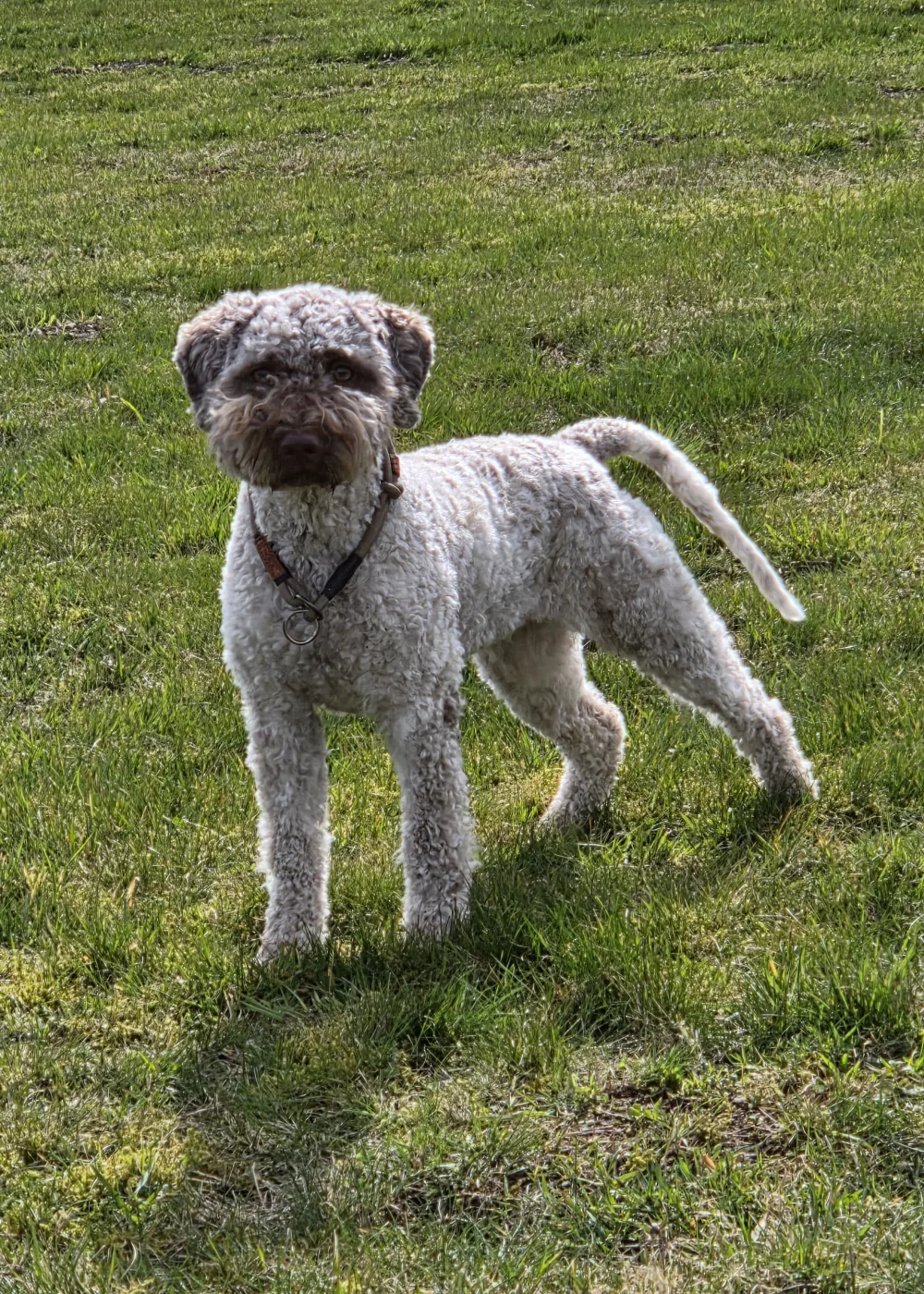 C-Wurf (in Erwartung)