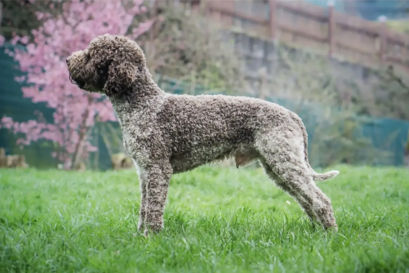 Flavio diamanti Del montecastello (Freddy)